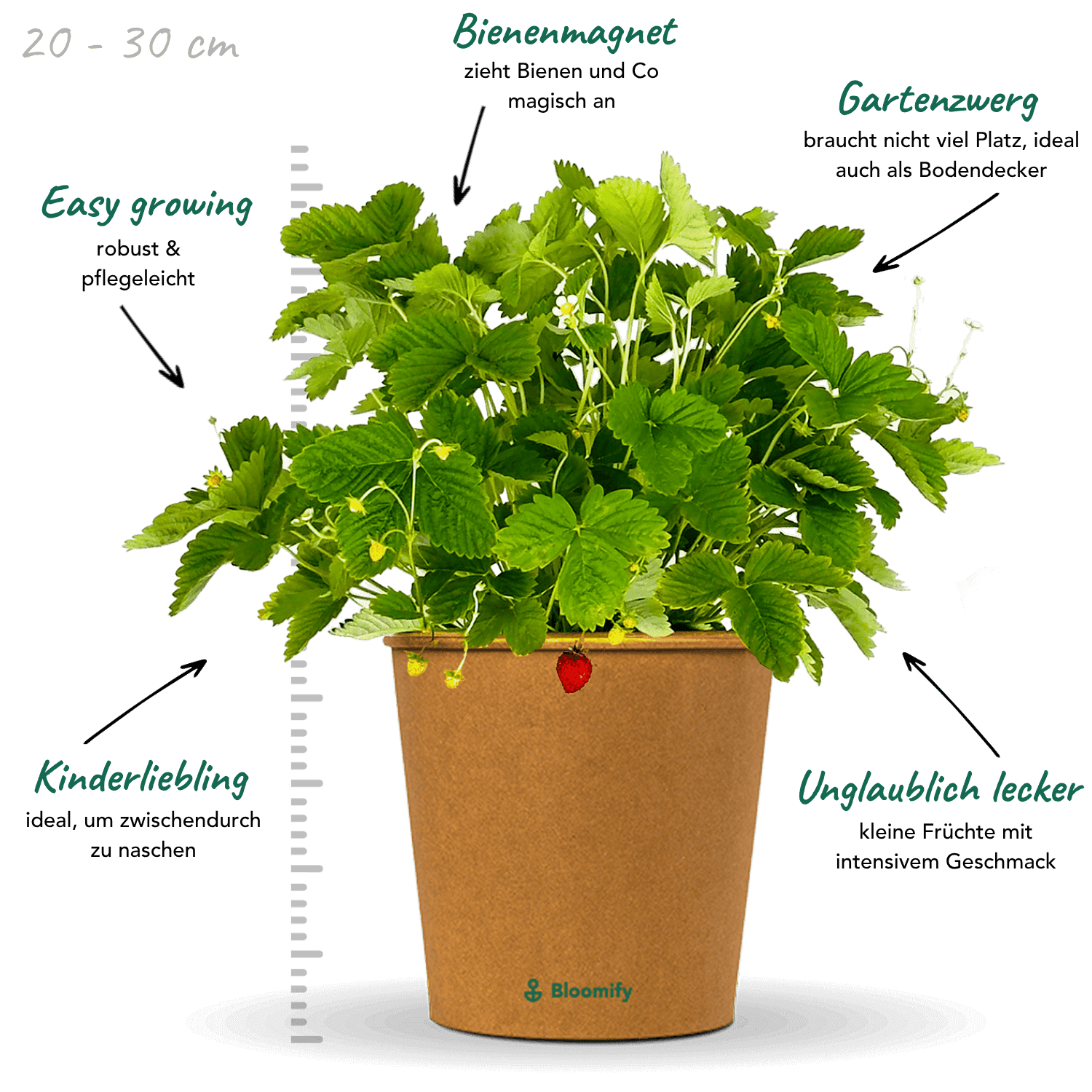 Walderdbeere "Waldemar"
