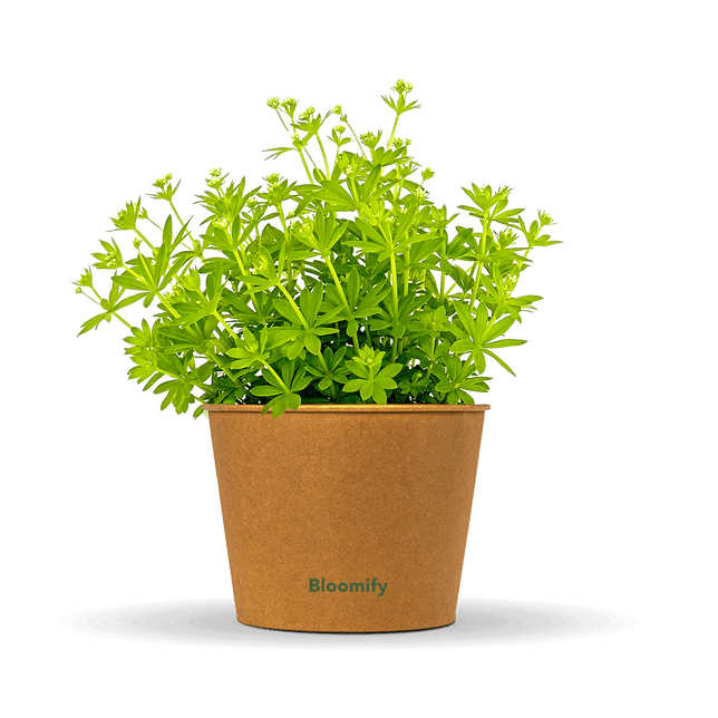 Waldmeister "Waldi"