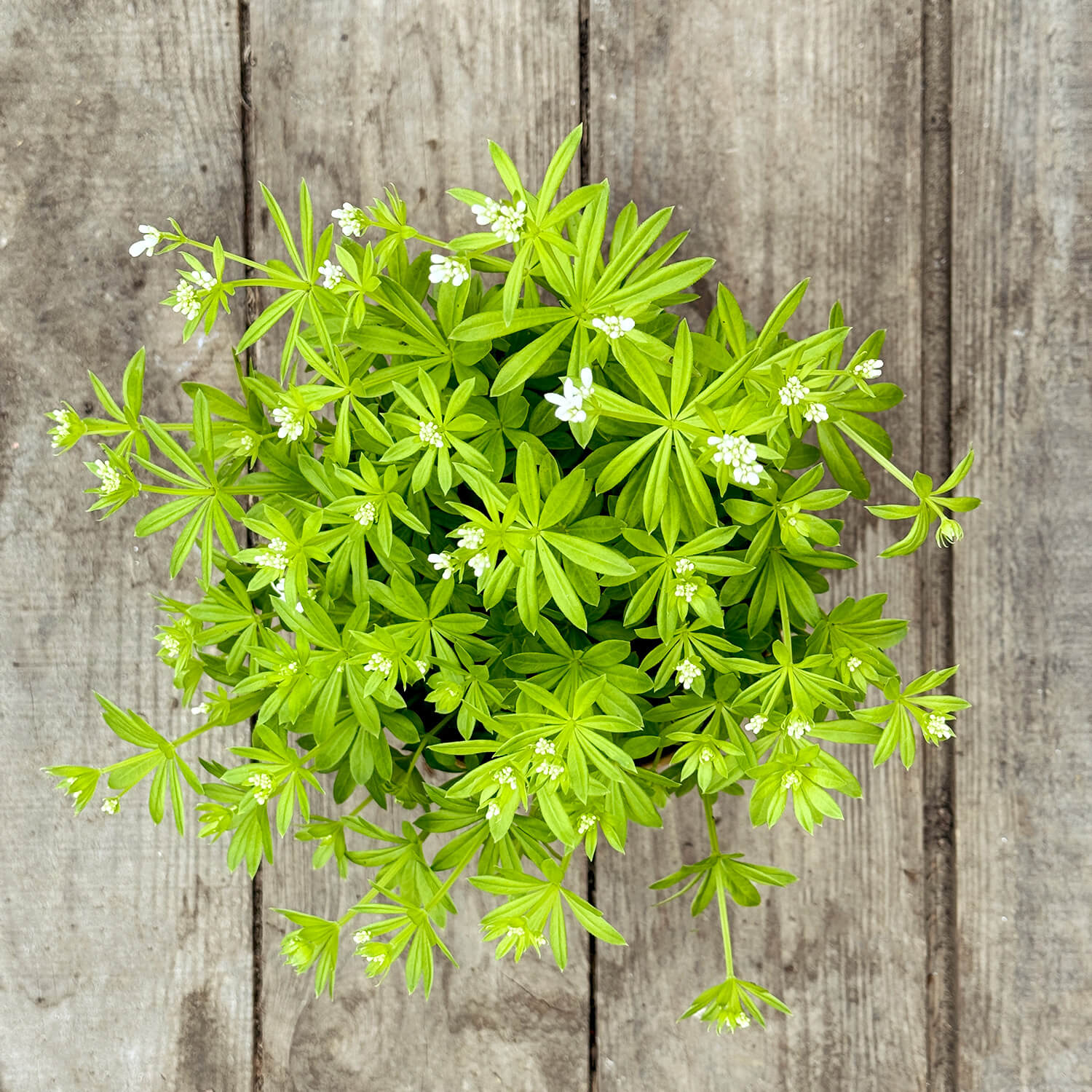 Waldmeister "Waldi"