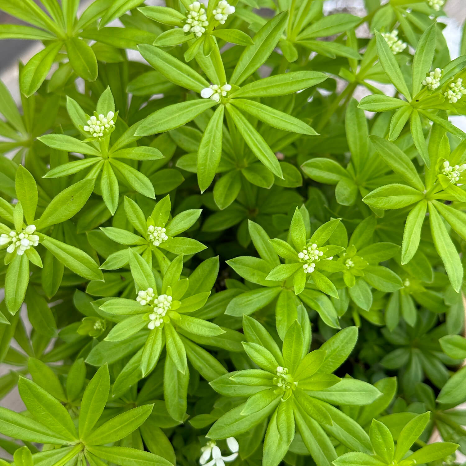 Waldmeister "Waldi"