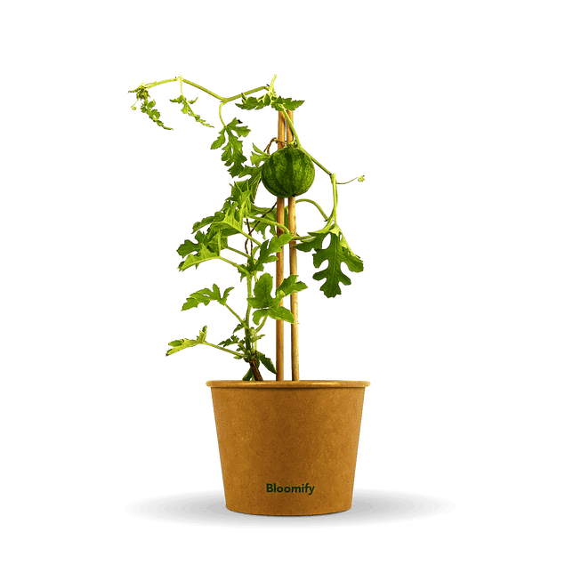 Mini Wassermelone "Werner"