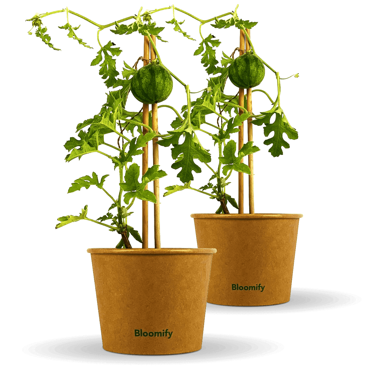 2 x Mini Wassermelone "Werner"