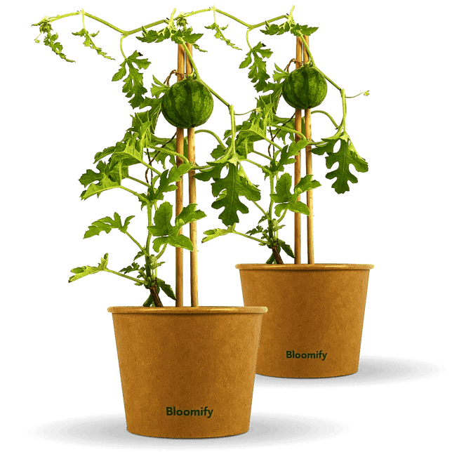 2 x Mini Wassermelone "Werner"