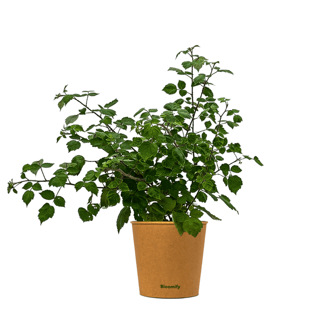 Weinbeere "Wanja" (Bio)