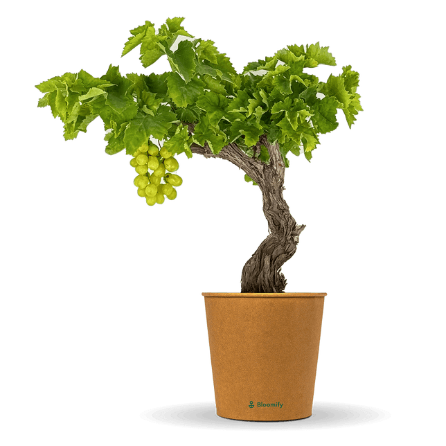 Weinrebe grün "Wilma"