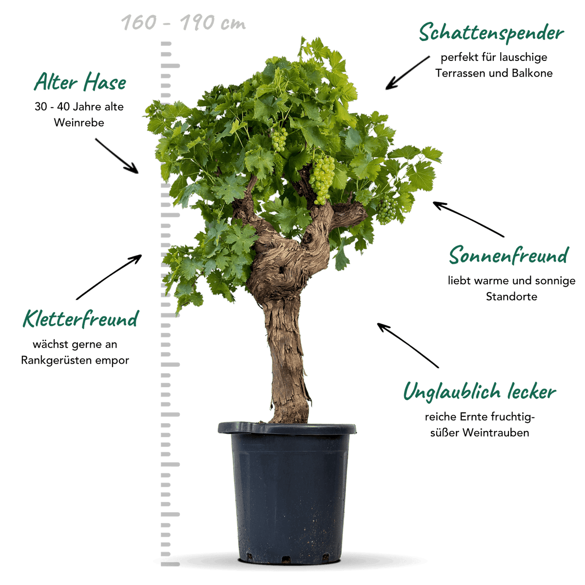 Weinrebe XXL "Wilma"