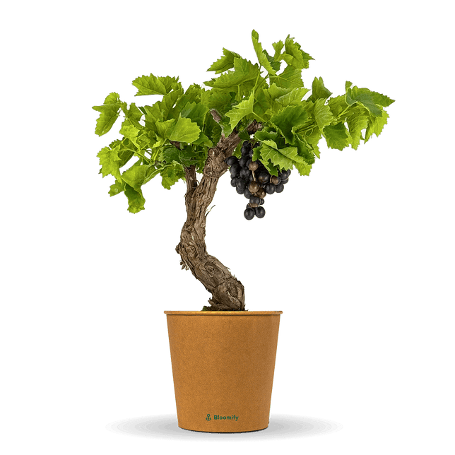 Weinrebe rot "Walter"