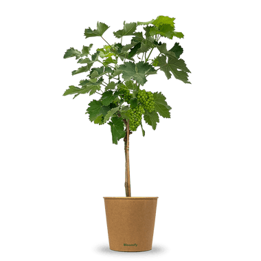 Weintraube Stamm blau "Willy"