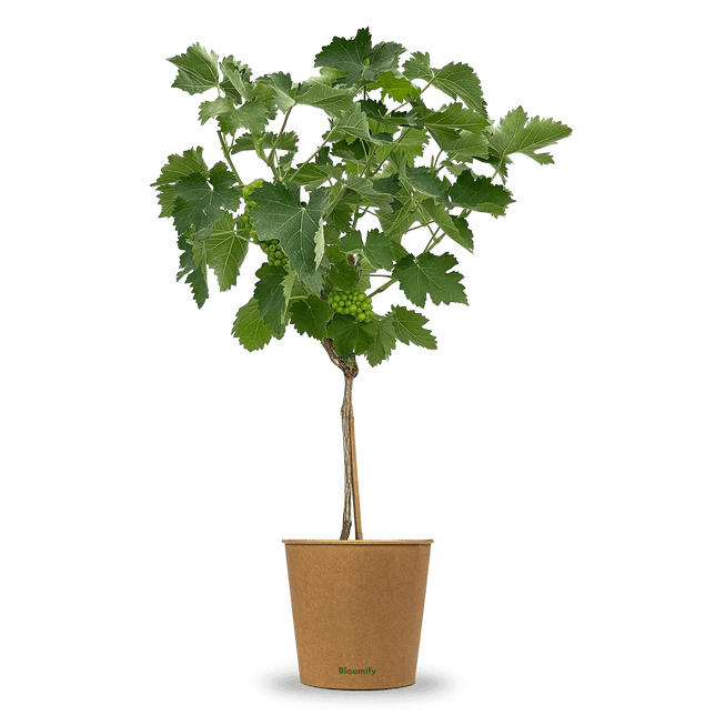 Weintraube Stamm grün "Waltraut"