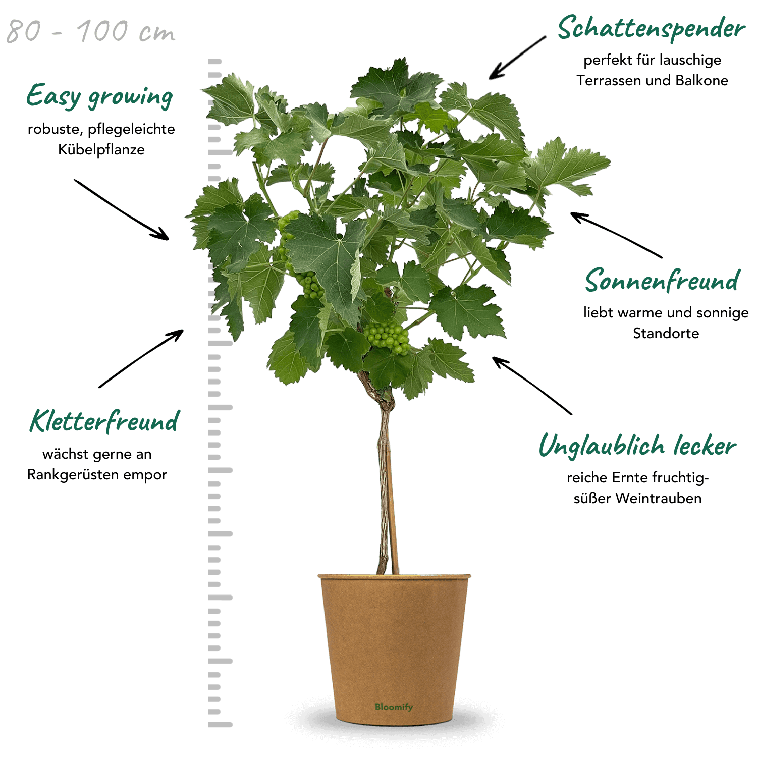 Weintraube Stamm grün "Waltraut"