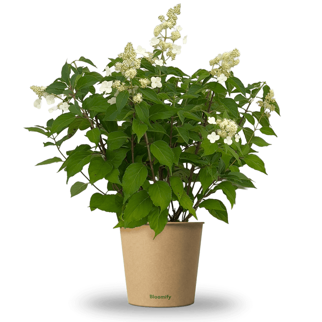 Wildgarten-Hortensie "Henriette"