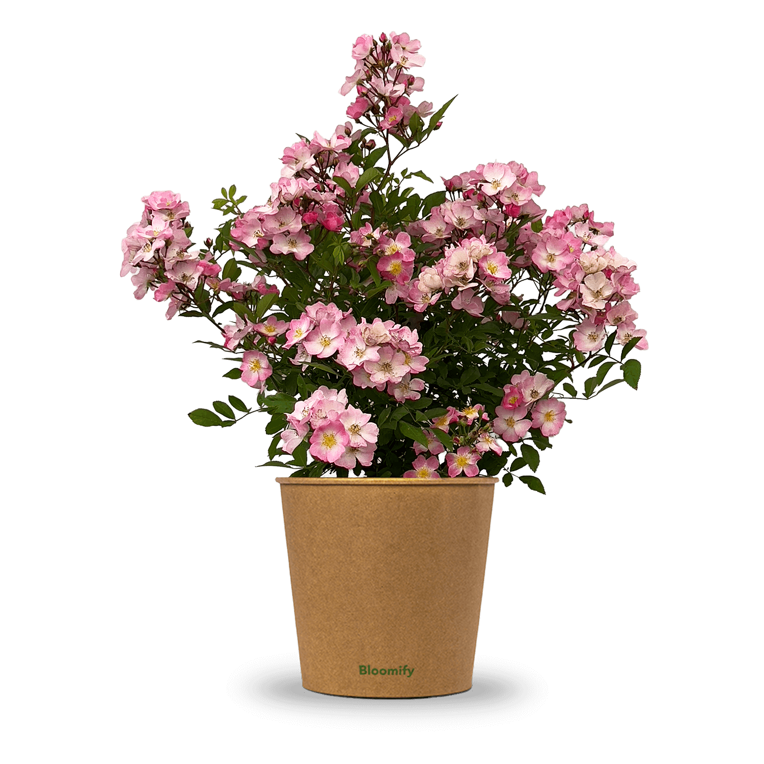 Wildrose rosa "Walentina"