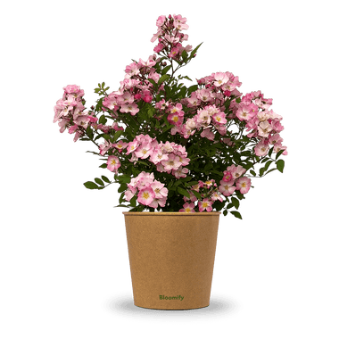 Wildrose rosa "Walentina"