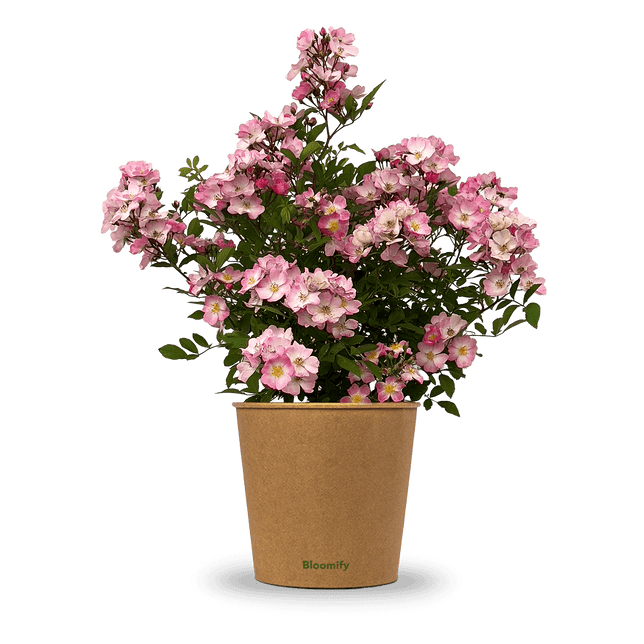 Wildrose rosa "Walentina"