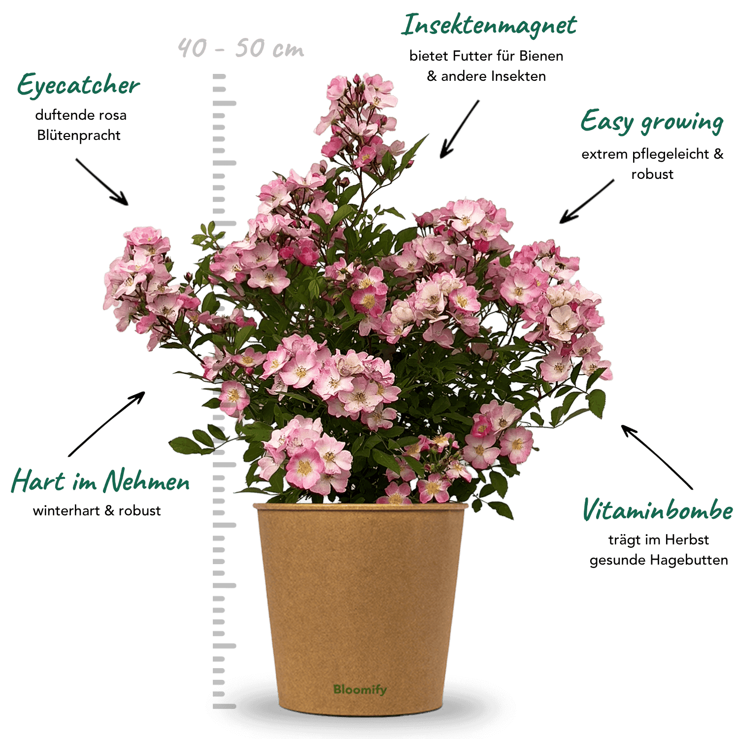 Wildrose rosa "Walentina"
