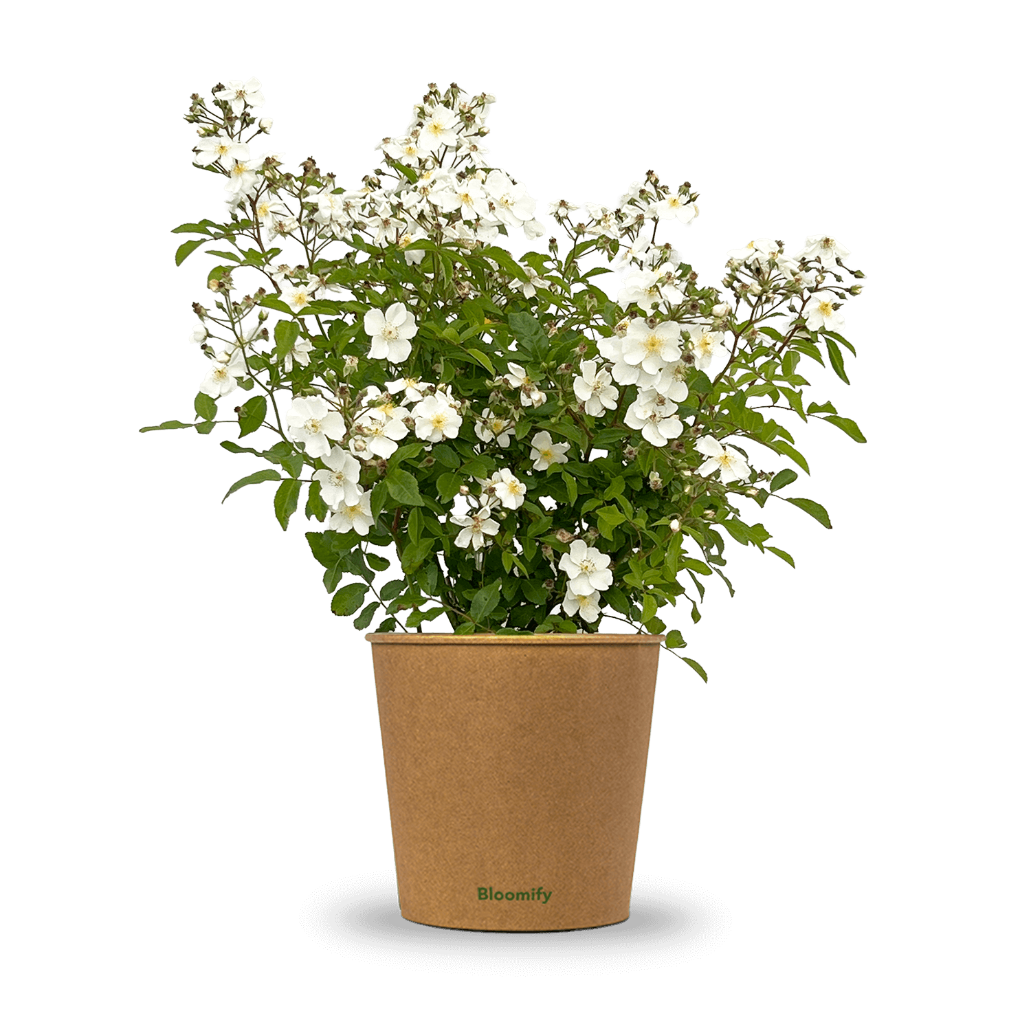 Wildrose weiß "Walentina"