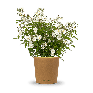 Wildrose weiß "Walentina"