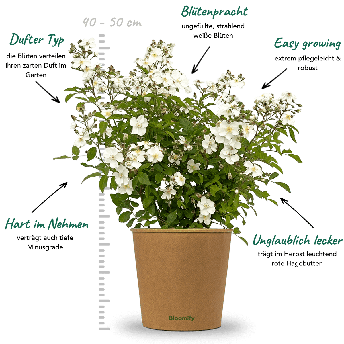 Wildrose weiß "Walentina"