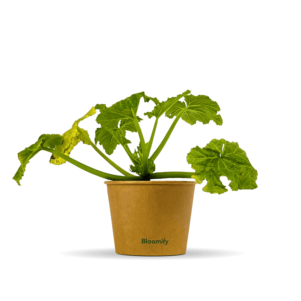 zucchini-b0023-01-shop-2343.