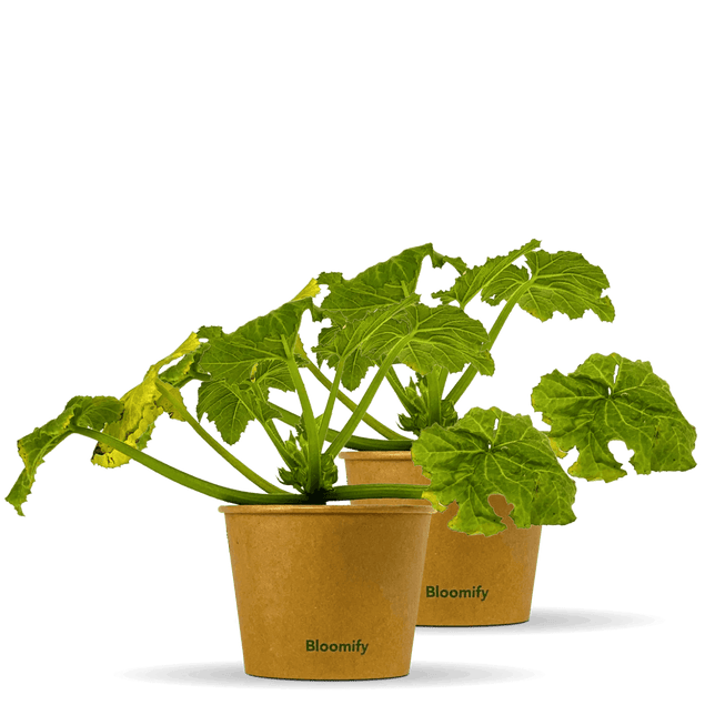 2 x Zucchini "Zlatan"