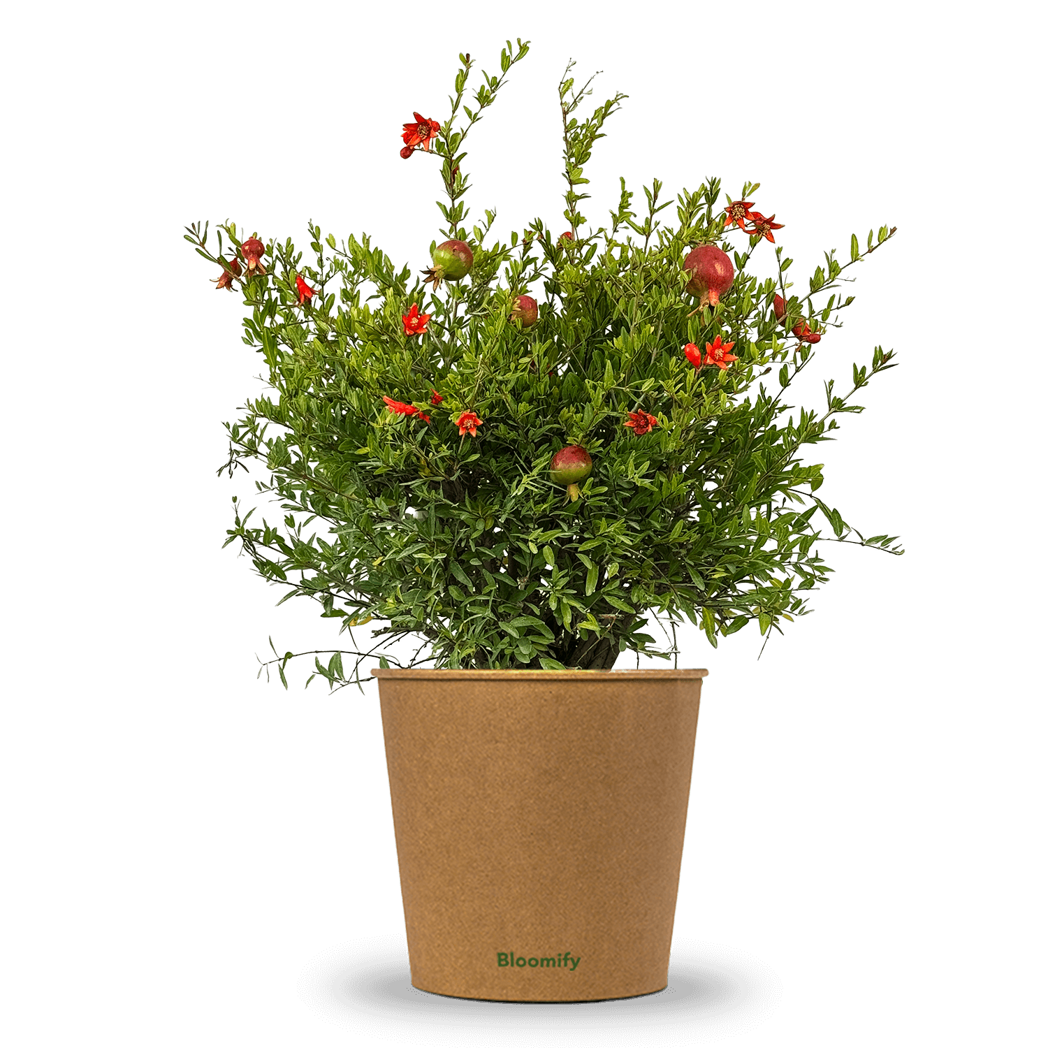 Zwerg-Granatapfel "Glorius"