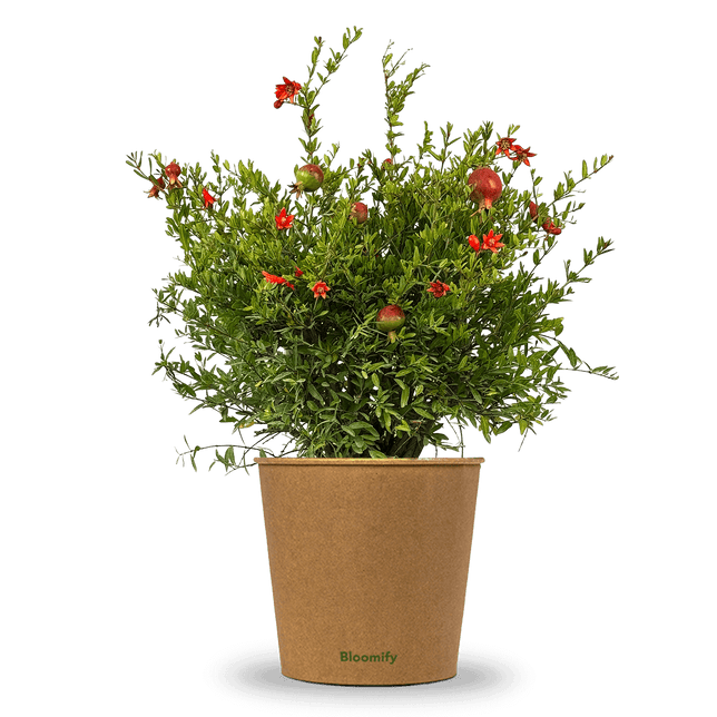 Zwerg-Granatapfel "Glorius"