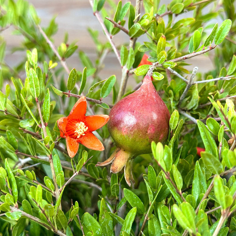 Zwerg-Granatapfel "Glorius"