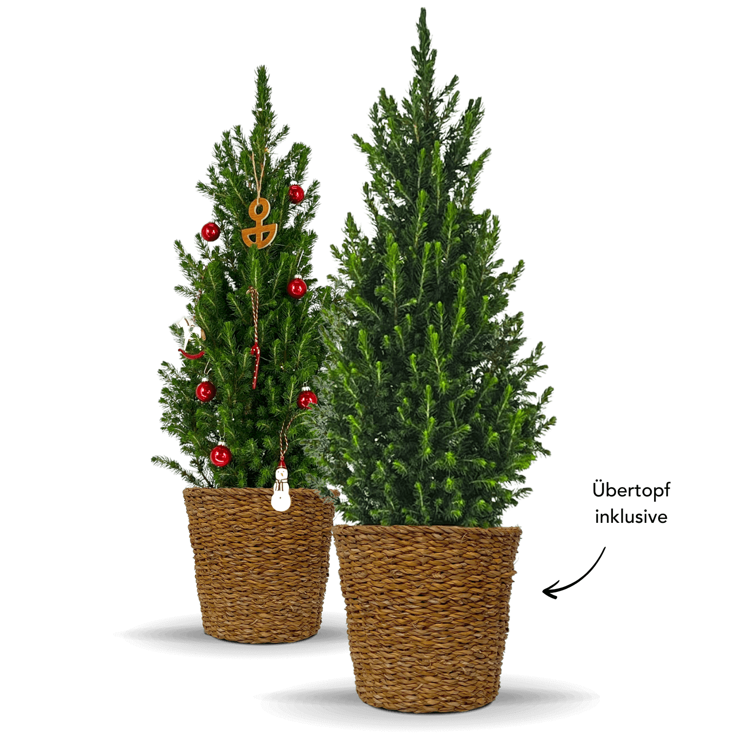 Zwergfichte mit Topf  "Fridolin"