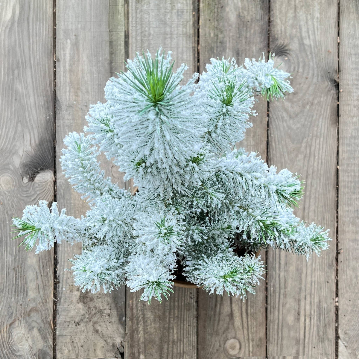 Zwergpinie mit Schnee "Pino"