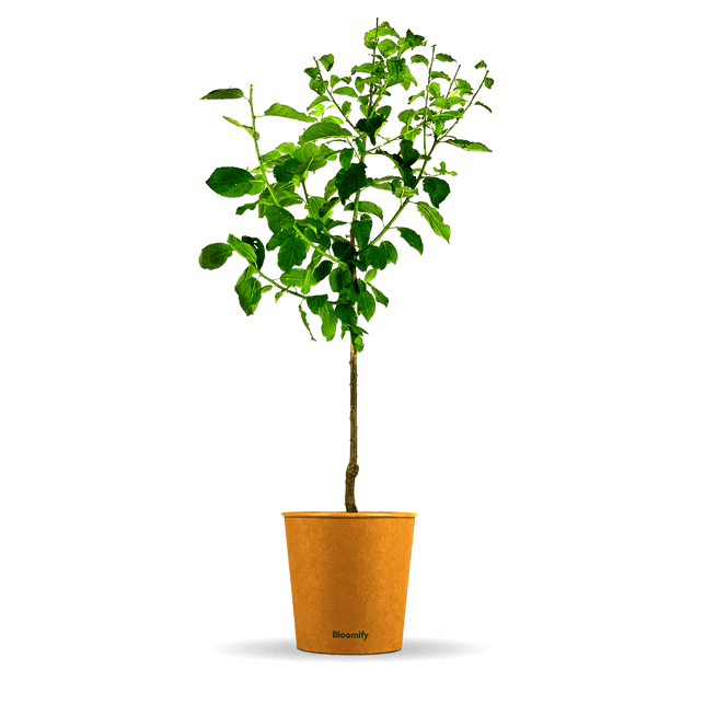 Zwetschge "Zlatko" (Bio)